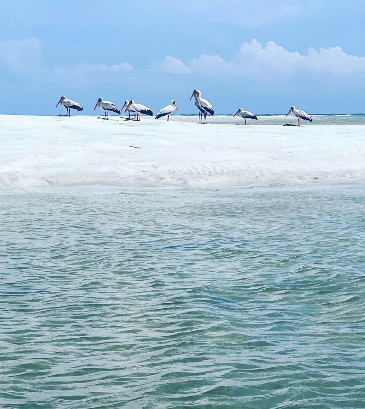 Exclusivity, Safety, and Value: The Funzi Advantage